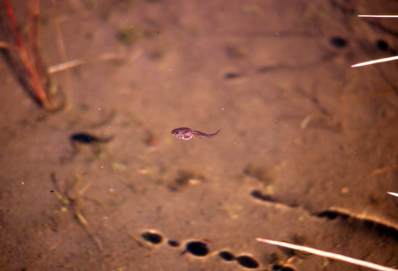 Rana temporaria e girino albino